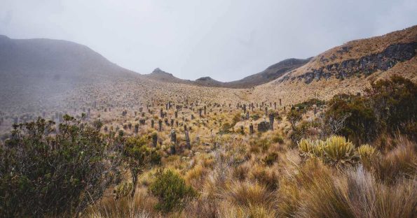 Valle de frailejones
